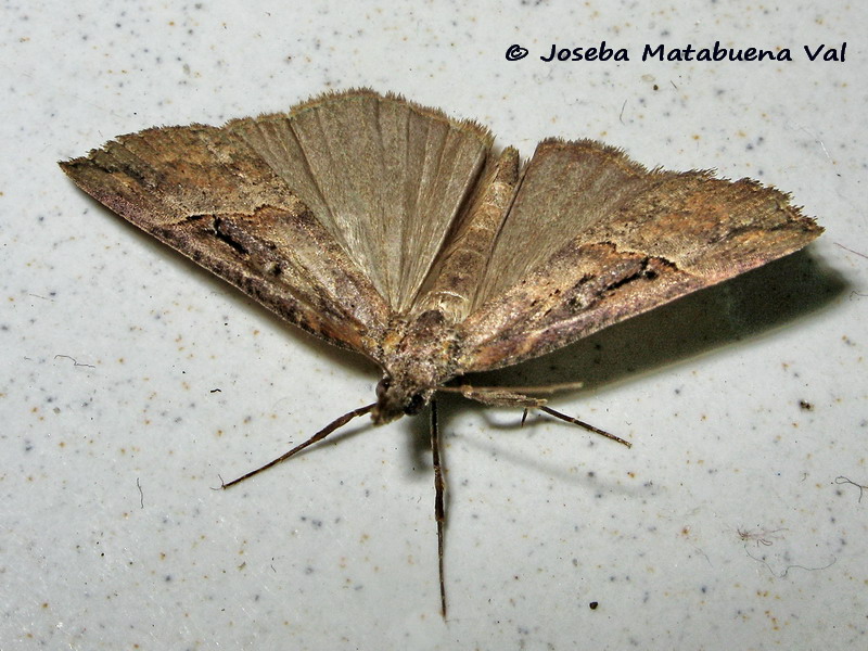 Hypena (Hypena) rostralis - Erebidae